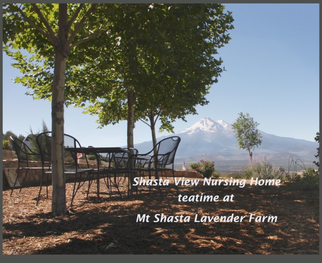 Mt Shasta Lavender Farm