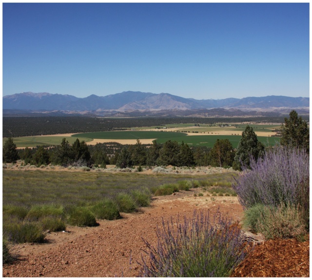 westview of lavender